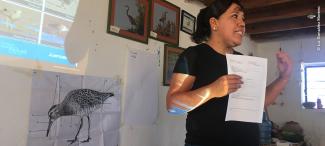 Teaching about Shorebirds