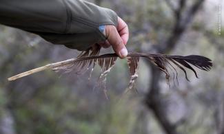 Pluma de Águila Real.