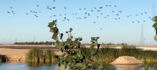 Aves en Humedal Cucapá