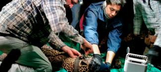 Instalación de collar con GPS por Víctor Hugo Luja