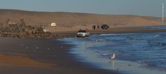 Aves playeras alimentándose con huevecillos de Pejerrey antes de ser perturbadas por el carro que pasará por la costa.
