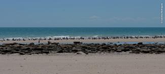 Aves playeras sin perturbación en la playa del Golfo de Santa Clara.