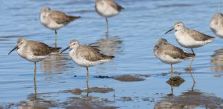 Pequeña parvada de Playero zancón (Calidris himantopus) en Moroncarit, especie poco común en el sitio.