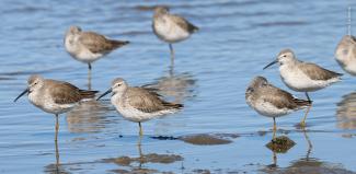 Pequeña parvada de Playero zancón (Calidris himantopus) en Moroncarit, especie poco común en el sitio. Foto: Roberto Carmona.