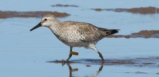 Playero rojizo del Pacífico anillado en el Alto Golfo de California en 2012 y visto en Yavaros en 2018. Foto: Roberto Carmona.