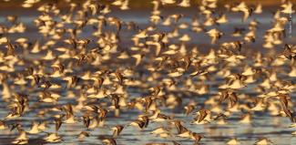 Parte de una parvada de cerca de 10 mil Playeritos occidentales (Calidris mauri) en Yavaros.