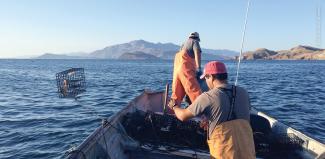 Pescadores lanzando una jaula para el verdeo en Bahía de Los Ángeles, Baja California.