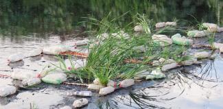 El tule al crecer, absorbe y filtra el agua