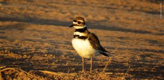 Tilidio (Charadrius vociferus)