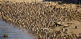 Parvada en Guerrero Negro.