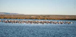 Paisaje en Punta Abre Ojos con parvada.